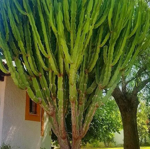 别墅 Balcones 托雷维耶哈