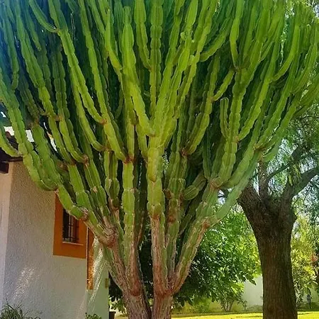 Вілла Balcones Торрев'єха